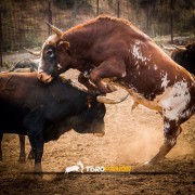 El campo bravo, ese espacio mágico donde la bravura brilla