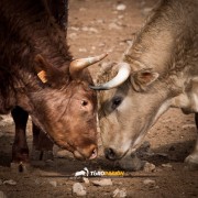 El campo bravo, ese espacio mágico donde la bravura brilla