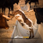 El campo bravo, ese espacio mágico donde la bravura brilla