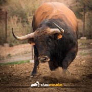 El campo bravo, ese espacio mágico donde la bravura brilla