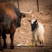 El campo bravo, ese espacio mágico donde la bravura brilla