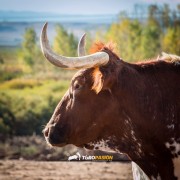 El campo bravo, ese espacio mágico donde la bravura brilla