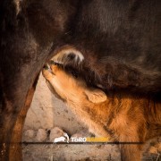 El campo bravo, ese espacio mágico donde la bravura brilla