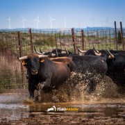 El campo bravo, ese espacio mágico donde la bravura brilla