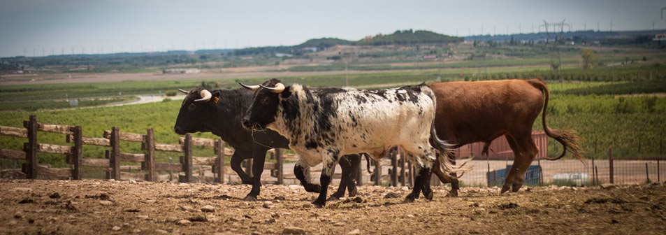 El campo bravo, ese espacio mágico donde la bravura brilla