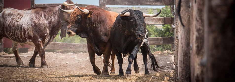 Finca Toropasión, toros, bravura y emoción