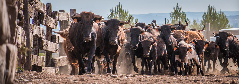 Finca Toropasión, la belleza del toro en el campo