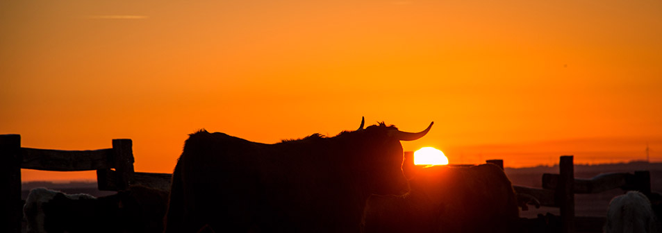 Finca Toropasión, la belleza del toro en el campo