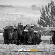 La bravura en estado puro