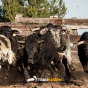 La bravura en estado puro