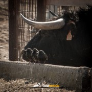 Magia y tradición en la tierra del toro