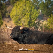 Magia y tradición en la tierra del toro