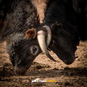 Magia y tradición en la tierra del toro