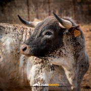 Magia y tradición en la tierra del toro