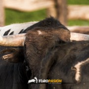 Magia y tradición en la tierra del toro