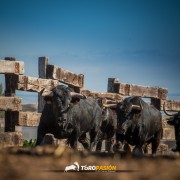 Magia y tradición en la tierra del toro