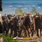 Magia y tradición en la tierra del toro