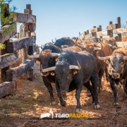 Magia y tradición en la tierra del toro