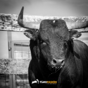 Magia y tradición en la tierra del toro