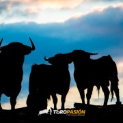 Magia y tradición en la tierra del toro