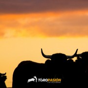 Magia y tradición en la tierra del toro