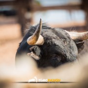 Magia y tradición en la tierra del toro