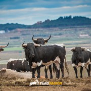 Magia y tradición en la tierra del toro