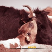 Magia y tradición en la tierra del toro