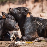 Magia y tradición en la tierra del toro