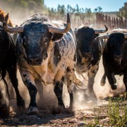 Magia y tradición en la tierra del toro