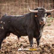 Magia y tradición en la tierra del toro