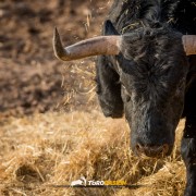 Magia y tradición en la tierra del toro