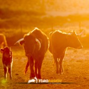 Magia y tradición en la tierra del toro