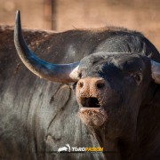 Magia y tradición en la tierra del toro