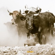 El toro, nuestro verdadero rey