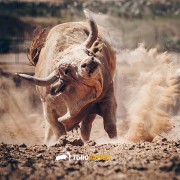 El toro, nuestro verdadero rey