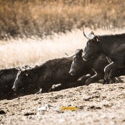 El toro, nuestro verdadero rey