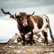 El toro, nuestro verdadero rey